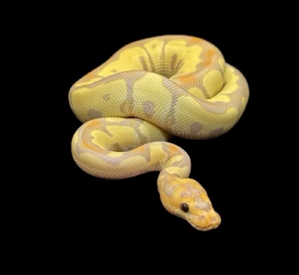 Syrax, a banana ball python, on the Snake Hub header