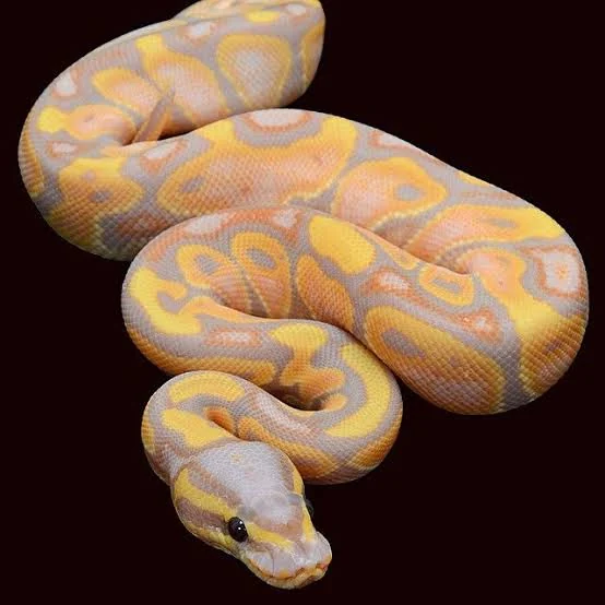 Banana ball python het Piebald