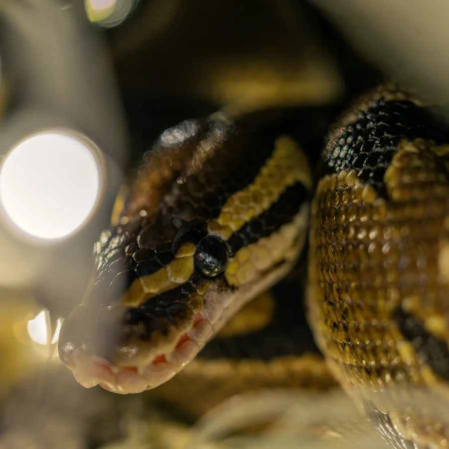 Banana Pastel ball python