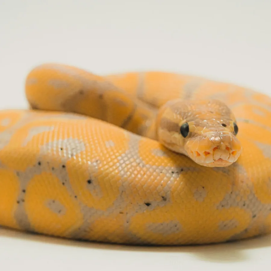 Pastel ball python het Piebald