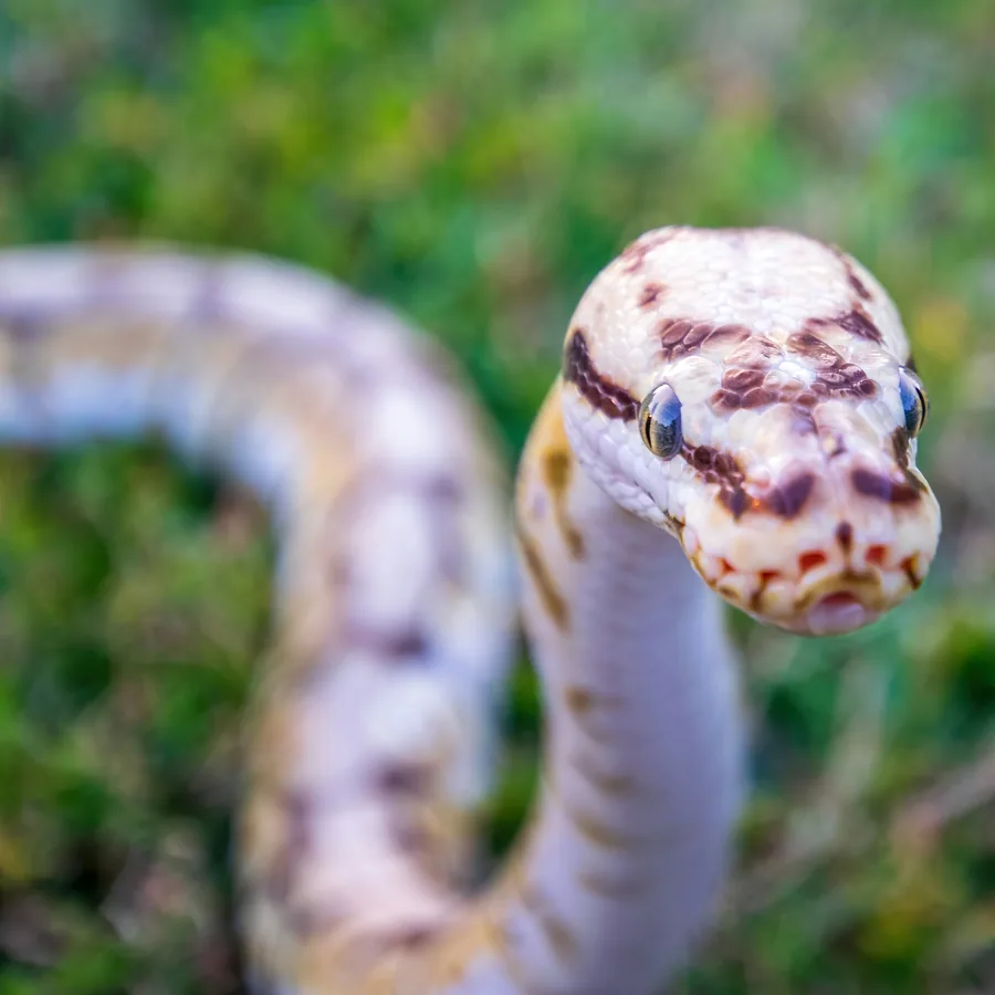 Banana ball python
