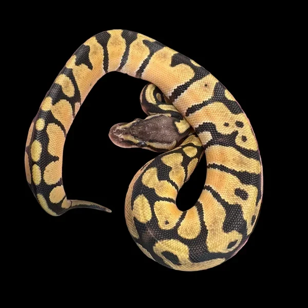 Pastel ball python het Clown